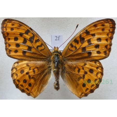 Argynnis adippe (Denis & Schiffermüller, 1775) male Dostojka adype Czech2f